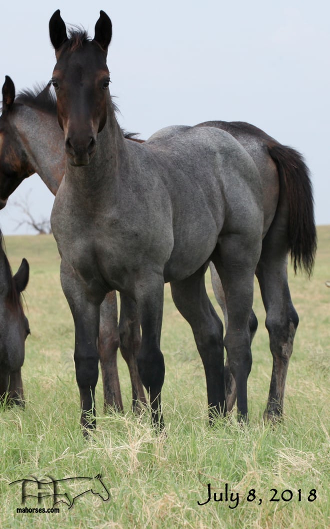 Blue Whip Topping's 2018 Blue Roan Colt